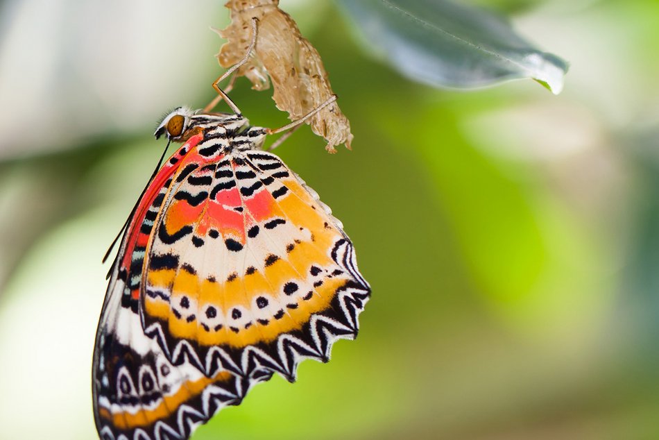Ein Schmetterling an einem Blatt
