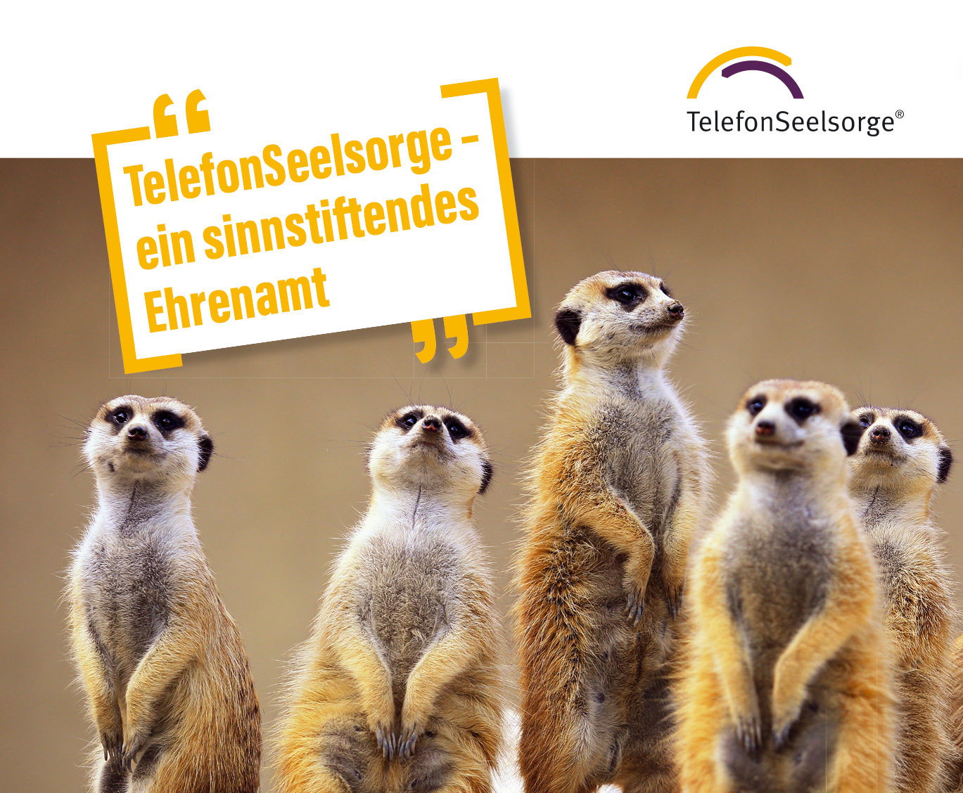 Erdmännchen, die neugierig schauen.