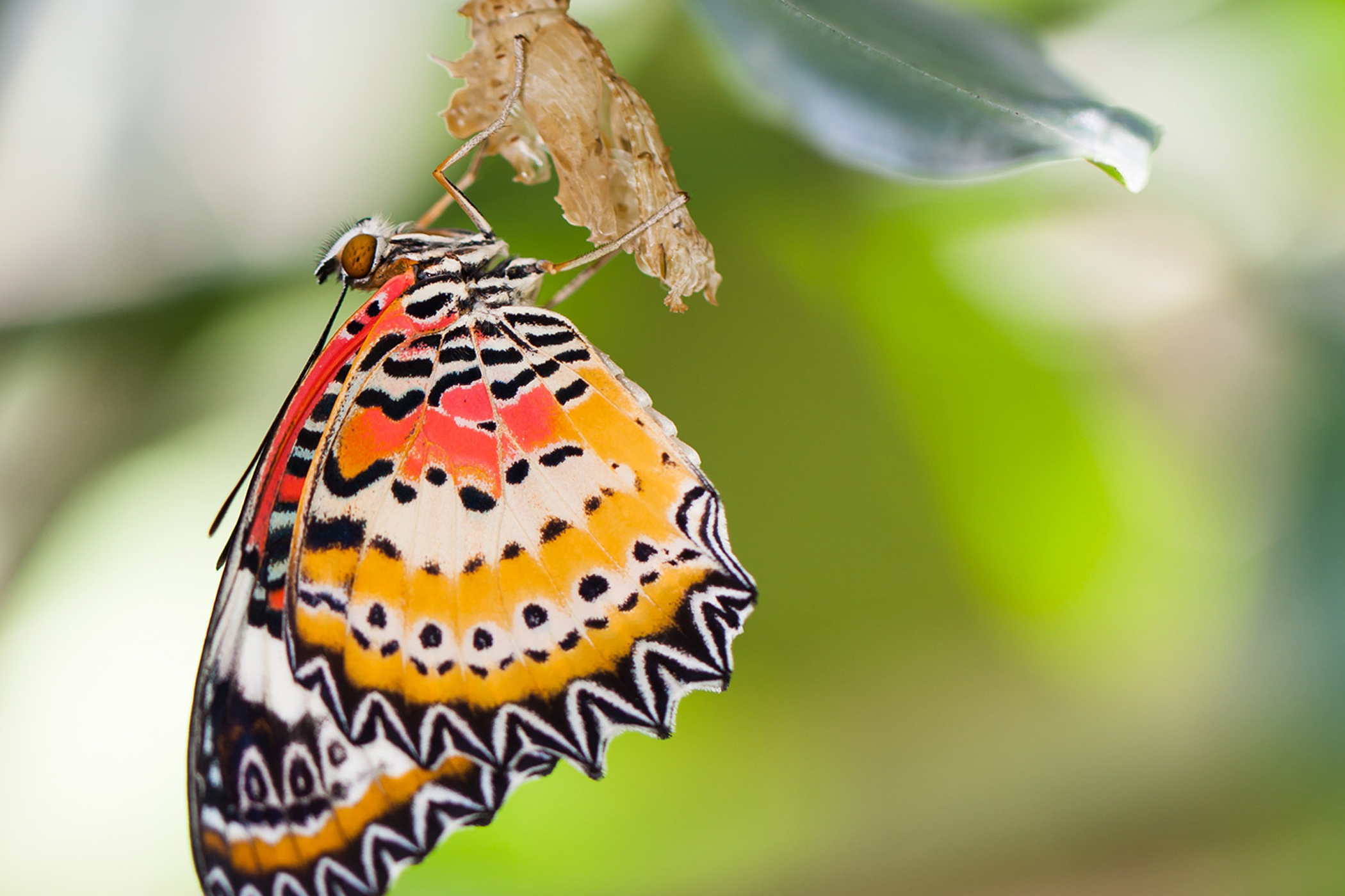 Ein Schmetterling an einem Blatt
